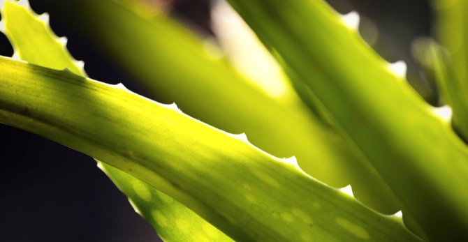 Could-aloe-vera-have-benefits-for-the-skin-and-health53