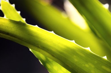 Could-aloe-vera-have-benefits-for-the-skin-and-health53