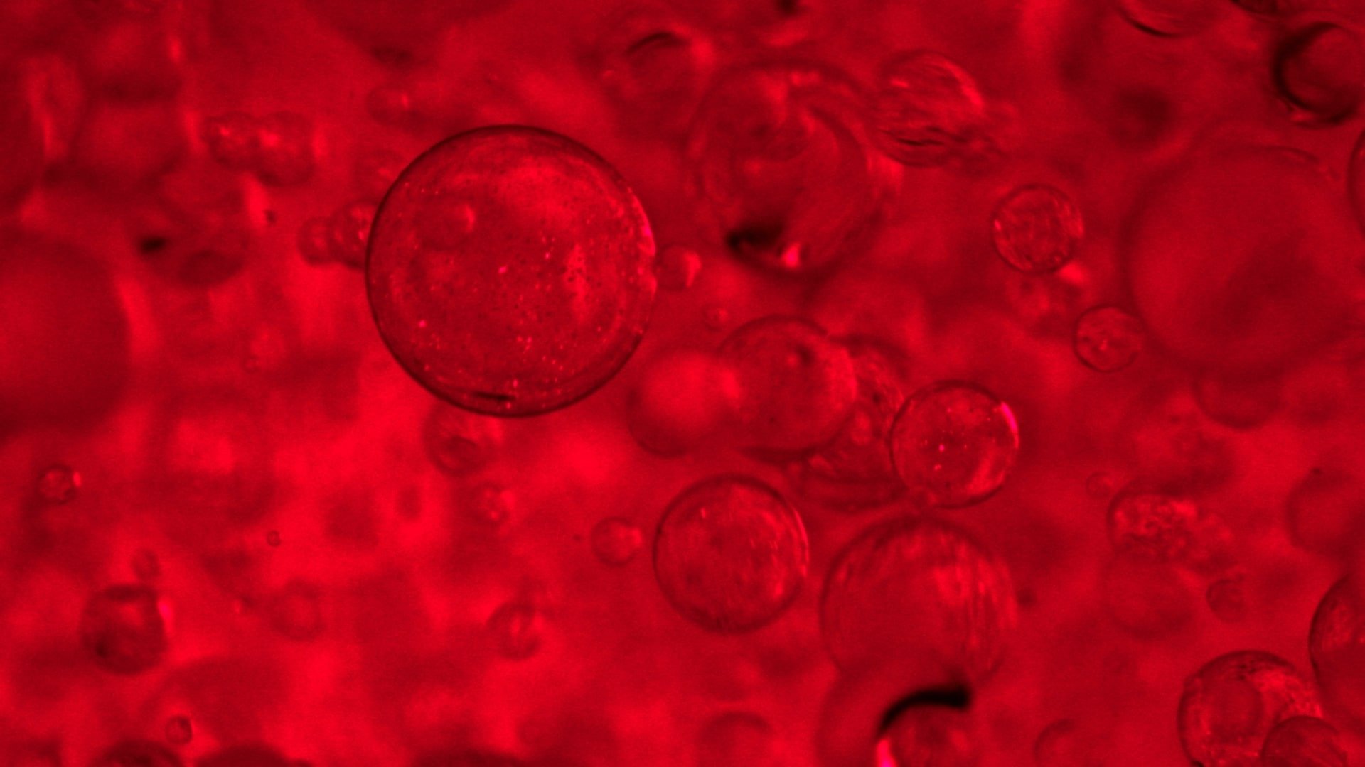 PEPTIDI DI COLLAGENE